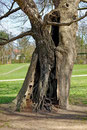 Eiche mit Birke im Jenischpark in Hamburg