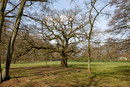 Eiche Hirschpark