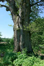 Eiche bei Buchhausen