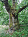 Eiche im Specker Schlosspark bei Speck