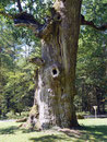 Hammundeseiche bei Friedewald