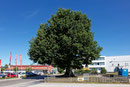 Christoph von Schmid-Eiche in Dinkelsbühl
