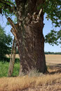 Eiche bei Dalwitz