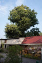 Hühnerstalleiche in Stülpe