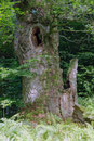 Eiche im Urwald Sababurg