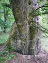 Eiche im Specker Schlosspark bei Speck