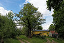 2. Eiche an der alten Försterei Zipsdorf
