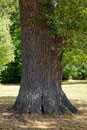 Eiche im Schlosspark Neuhardenberg