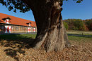 Eiche bei Schloss Vornholz bei Ostenfelde