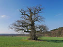 Eiche bei Beberbeck