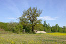 Eiche bei Stockhausen