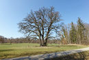 Eiche bei Bernried