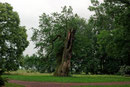 Eiche im Herrenkrugpark in Magdeburg
