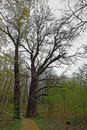 Eiche im Schlosspark Hohenprießnitz