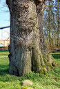 Eiche beim Harzhof