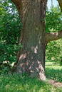 Eiche Berner Park Hamburg
