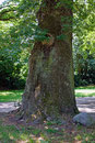 Eiche im Eichenpark in Harvestehude in Hamburg
