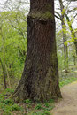 Eiche im Schlosspark Hohenprießnitz