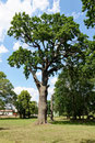 Eiche in Sellendorf