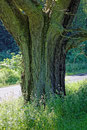 Eiche bei Willingshausen