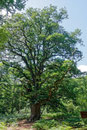 Rapp-Eiche im Urwald Sababurg