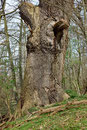Eiche bei Seedorf