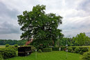 Eiche in Spenge