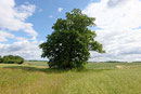 Eiche bei Rambow