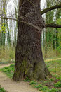 Eiche im Schlosspark Hohenprießnitz