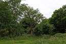 Eiche bei Genshagen
