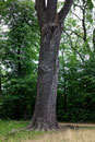 Eiche im Schlosspark Lützschena in Leipzig