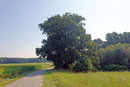 Eiche bei Hohenzieritz