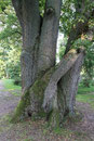 Eiche im Schlosspark Hasenwinkel