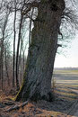 Eiche beim Gut Ludwigsruhe bei Langenburg