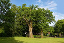 Eiche in Neuhaus im Solling