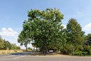 Trauereiche in Krügersdorf