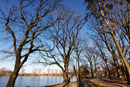Eiche am kleinen Dutzendteich in Nürnberg
