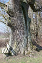 Eiche bei Gammersfeld