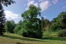 Eiche in Putbus