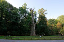 Pferdekopfeiche im Ivenacker Tiergarten