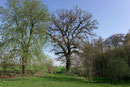 Eiche bei Schloss Thienhausen