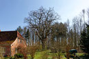 Eiche beim Harzhof