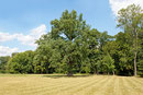 Eiche im Schlosspark Neuhardenberg