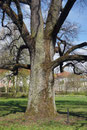 Eiche im Friedenspark in Hildburghausen