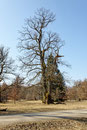 Eiche im Eichelgarten Forstenrieder Park