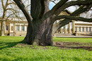 Pyramideneiche im Rosensteinpark in Bad Cannstatt in Stuttgart