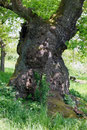 Eiche in Oberhessen