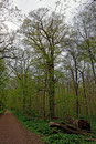 Eiche im Naturschutzgebiet Burgaue in Leipzig