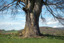 Eiche bei Schafhausen