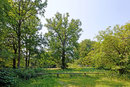 Eiche Berner Park Hamburg
